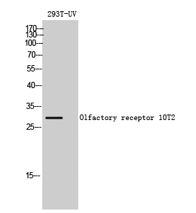 WB - Olfactory receptor 10T2 Polyclonal Antibody AP71448