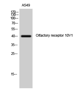 WB - Olfactory receptor 10V1 Polyclonal Antibody AP71449