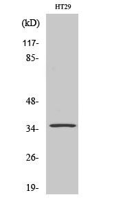 WB - Olfactory receptor 2K2 Polyclonal Antibody AP71495