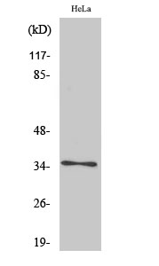 WB - Olfactory receptor 4K14 Polyclonal Antibody AP71529