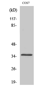 WB - Olfactory receptor 4K14 Polyclonal Antibody AP71530