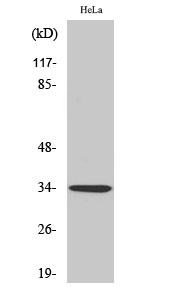 WB - Olfactory receptor 4P4 Polyclonal Antibody AP71536