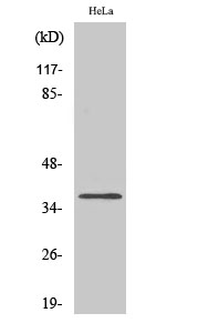 WB - Olfactory receptor 4Q3 Polyclonal Antibody AP71537