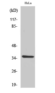 WB - Olfactory receptor 6K2 Polyclonal Antibody AP71612