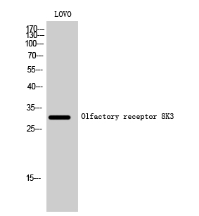 WB - Olfactory receptor 8K3 Polyclonal Antibody AP71634