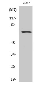 WB - Rac GAP1 Polyclonal Antibody AP72136