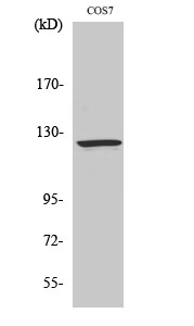 WB - Ran BP-6 Polyclonal Antibody AP72183