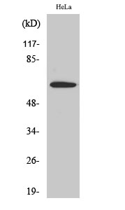 WB - Sgo1 Polyclonal Antibody AP72458