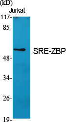 WB - SRE-ZBP Polyclonal Antibody AP72596