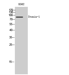 WB - Stonin-1 Polyclonal Antibody AP72646