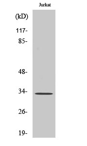 WB - TFIIE-β Polyclonal Antibody AP72799