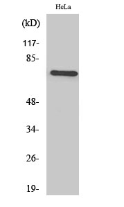 WB - TFIIIB90-1 Polyclonal Antibody AP72803