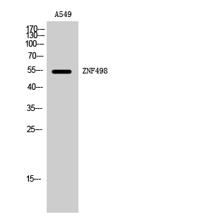 WB - ZNF498 Polyclonal Antibody AP73152