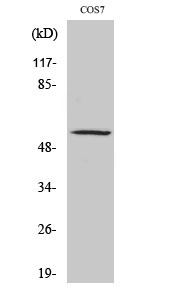WB - ZNF498 Polyclonal Antibody AP73153