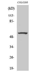 WB - ZNF682 Polyclonal Antibody AP73161