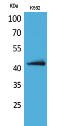 WB - JAM-B Polyclonal Antibody AP73298