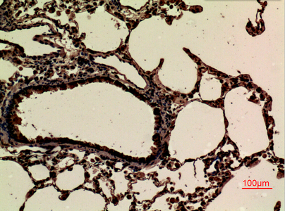 IHC - JAM-B Polyclonal Antibody AP73298