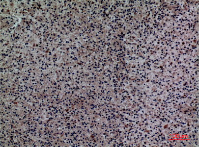 IHC - Siglec-5/14 Polyclonal Antibody AP73453