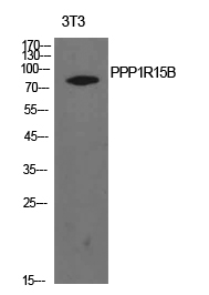 WB - PPP1R15B Polyclonal Antibody AP73754