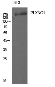 WB - CD232 Polyclonal Antibody AP73810