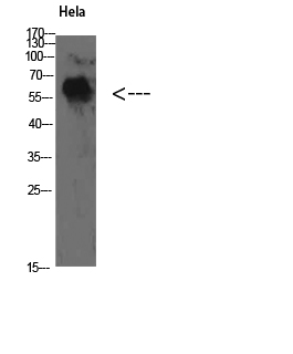 WB - TyrRS Polyclonal Antibody AP73981
