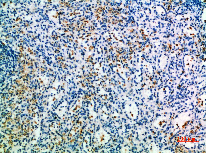 IHC - CD327 Polyclonal Antibody AP74128