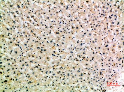 IHC - CD204 Polyclonal Antibody AP74130
