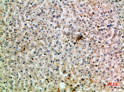 IHC - Abin-2 Polyclonal Antibody AP74170