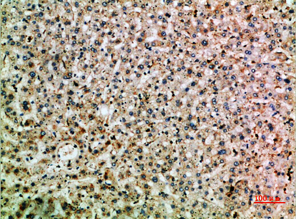 IHC - Abin-2 Polyclonal Antibody AP74170