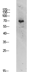 WB - TIF-IA Polyclonal Antibody AP74314