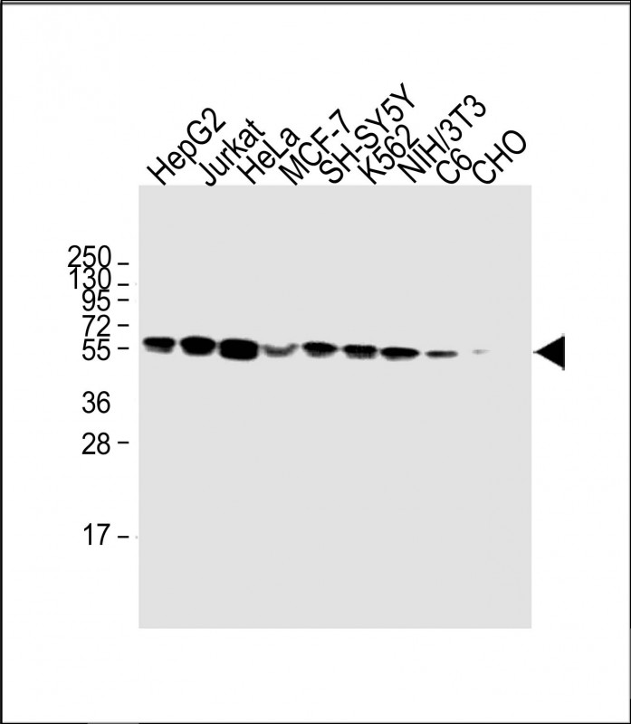 All lanes : Anti-CALR Antibody (Center) at 1:2000 dilutionLane 1: HepG2 whole cell lysateLane 2: Jurkat whole cell lysateLane 3: HeLa whole cell lysateLane 4: MCF-7  whole cell lysateLane 5: SH-SY5Y  whole cell lysateLane 6: K562  whole cell lysateLane 7: NIH/3T3  whole cell lysate    Lane 8: C6 whole cell lysate      Lane 9: CHO whole cell lysate                                                                                          Lysates/proteins at 20 �g per lane. SecondaryGoat Anti-Rabbit IgG,  (H+L), Peroxidase conjugated at 1/10000 dilution. Predicted band size : 55 kDaBlocking/Dilution buffer: 5% NFDM/TBST.