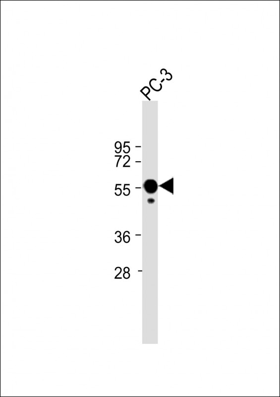 Anti-CALR Antibody (Center) at 1:2000 dilution + PC-3 whole cell lysateLysates/proteins at 20 �g per lane. SecondaryGoat Anti-Rabbit IgG,  (H+L), Peroxidase conjugated at 1/10000 dilution. Predicted band size : 55 kDaBlocking/Dilution buffer: 5% NFDM/TBST.