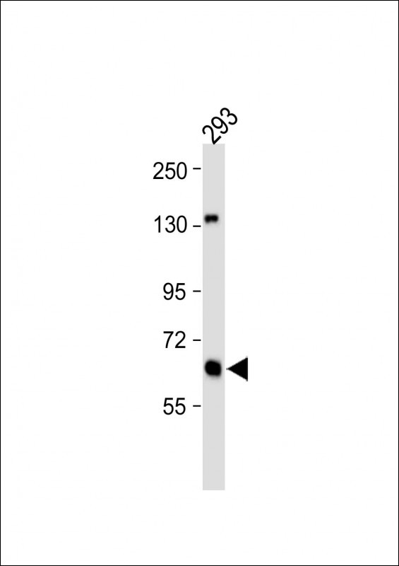 All lanes : Anti-GLS Antibody (C-term) at 1:1000 dilutionLane 1: 293 whole cell lysate                                                                                                                                                                                                                                                                                                                                                                                                                                                                                    Lysates/proteins at 20 �g per lane. SecondaryGoat Anti-Rabbit IgG,  (H+L), Peroxidase conjugated at 1/10000 dilution. Observed band size : 65 kDaBlocking/Dilution buffer: 5% NFDM/TBST.