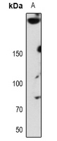 WB - Anti-ABCA7 Antibody AP53727