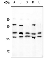 WB - Anti-NBPF-pan Antibody AP53738