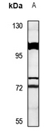 WB - Anti-SYT16 Antibody AP53744
