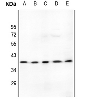WB - Anti-LDLRAD3 Antibody AP53790