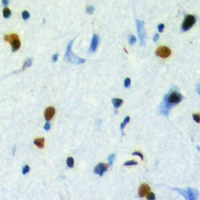 - Anti-TBL2 Antibody AP53923