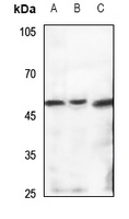 WB - Anti-TBL2 Antibody AP53923