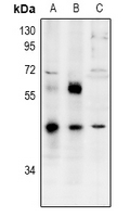 WB - Anti-ZNF392 Antibody AP53950