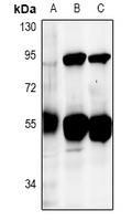 WB - Anti-DUS2L Antibody AP53951