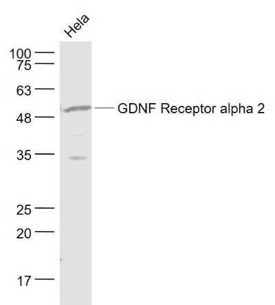 WB - GDNF Receptor alpha 2 Polyclonal Antibody AP54180
