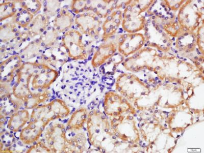 IHC-P - Sulfite oxidase Polyclonal Antibody AP54260