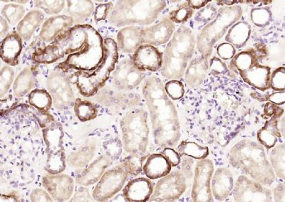 IHC-P - CCBL1 Polyclonal Antibody AP54327