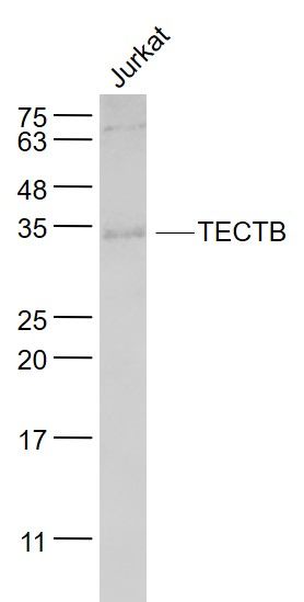 WB - TECTB Polyclonal Antibody AP54360