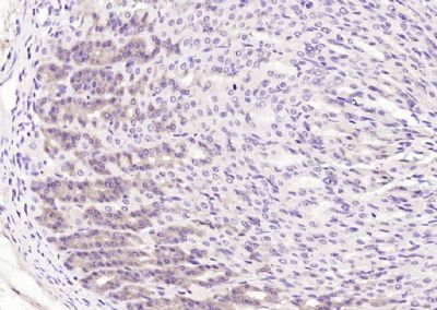 IHC-P - TECTB Polyclonal Antibody AP54360