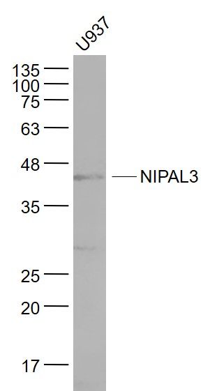 WB - NIPAL3 Polyclonal Antibody AP54371