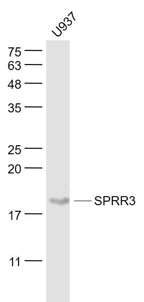 WB - SPRR3 Polyclonal Antibody AP54409