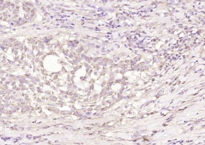 IHC-P - SPRR3 Polyclonal Antibody AP54409