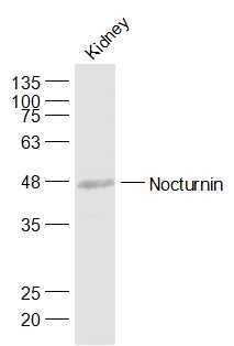 WB - Nocturnin Polyclonal Antibody AP54504